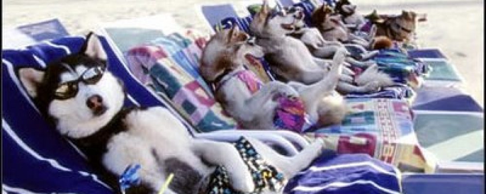 Piscina e animais de estimação