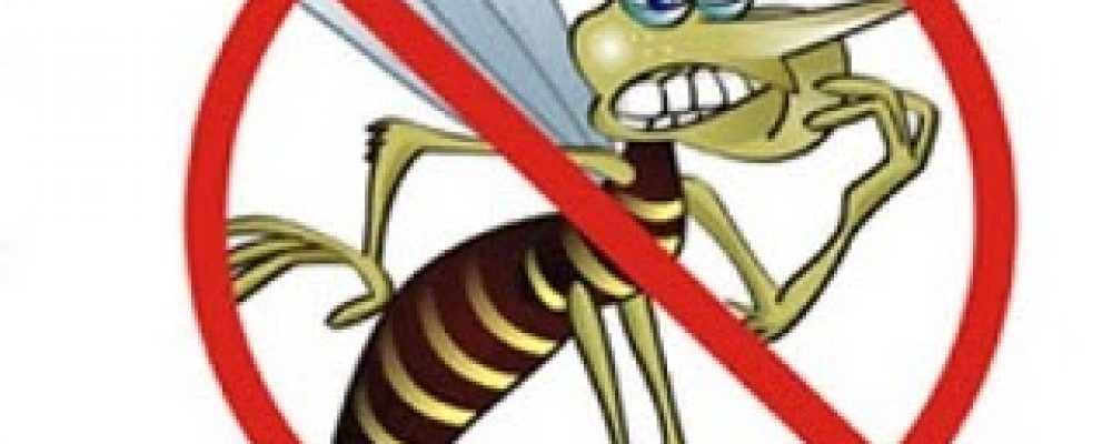 Evitando a dengue na sua piscina