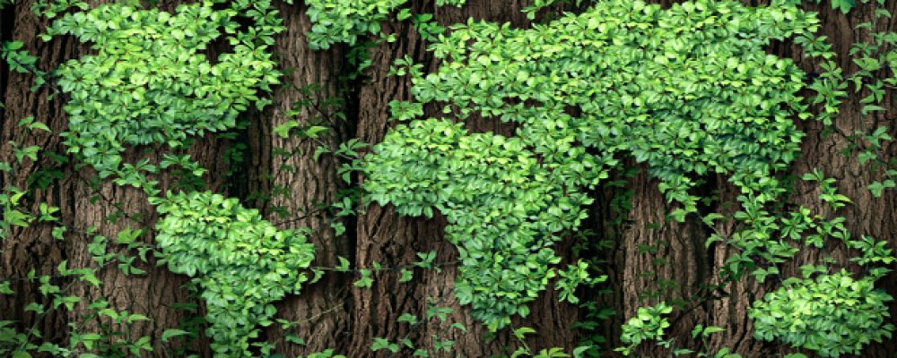 Como Levar uma Vida Mais Sustentável