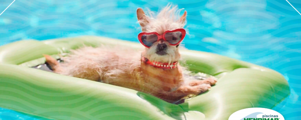 Animais de estimação na piscina – eles também estão com calor!
