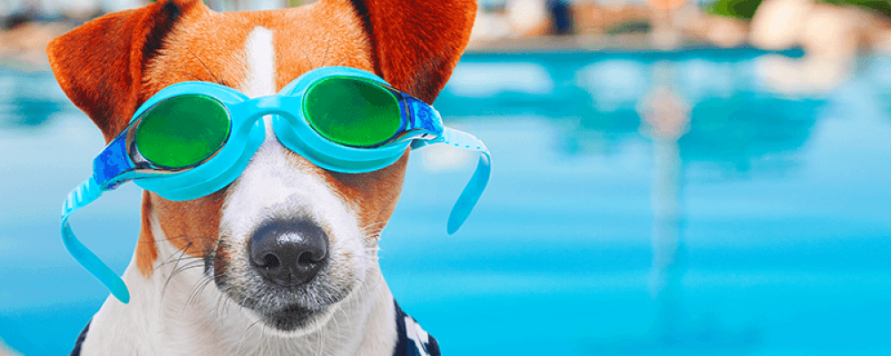 Motivos para levar seu cão para a piscina