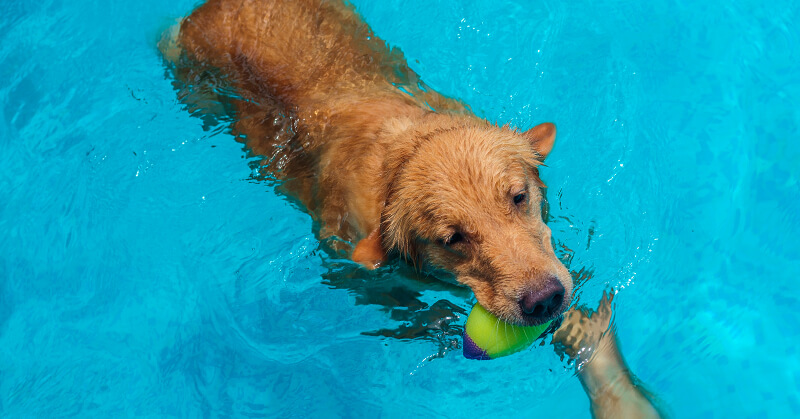 cachorro na piscina
