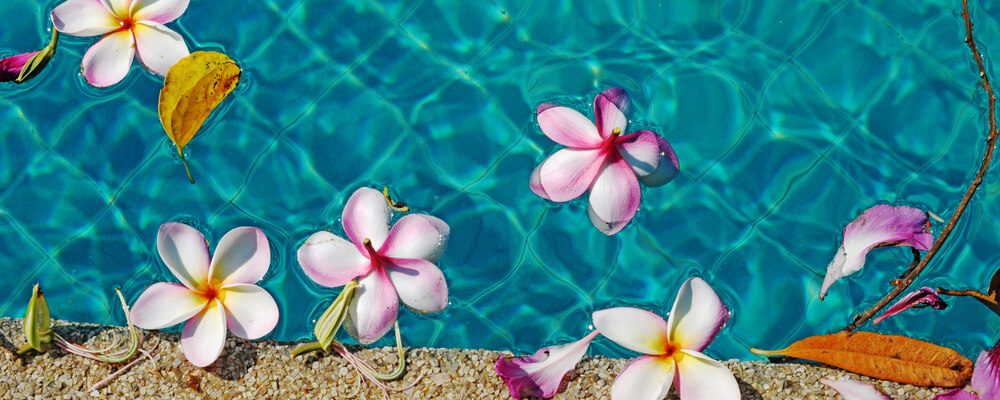 Flores na piscina: o belo que nem sempre vale a pena