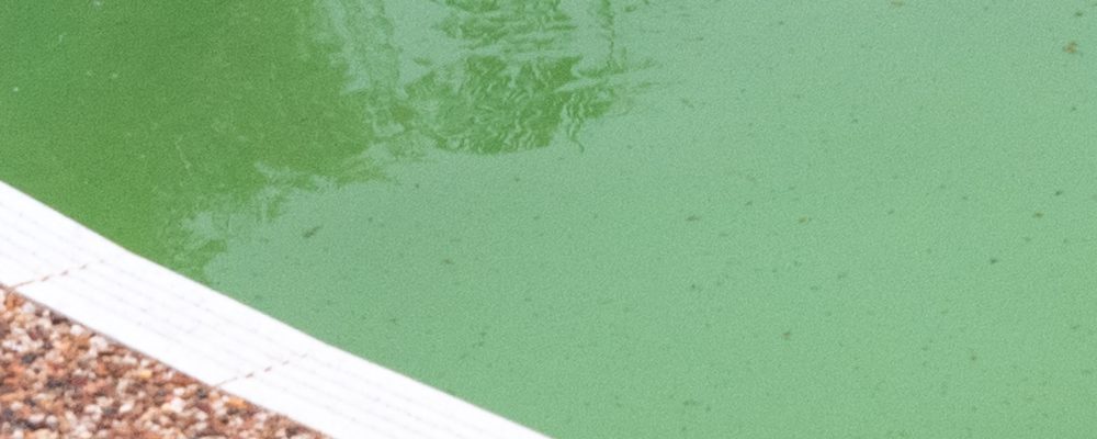 Por que as algas na minha piscina continuam voltando?
